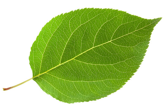  Leaf