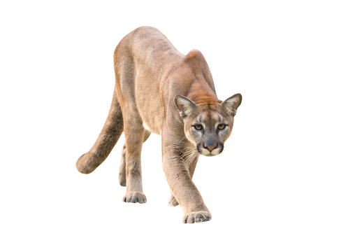 Puma